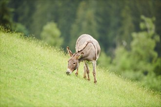 Donkey (Equus africanus asinus) standing on a meadow, tirol, Kitzbühel, Wildpark Aurach, Austria,