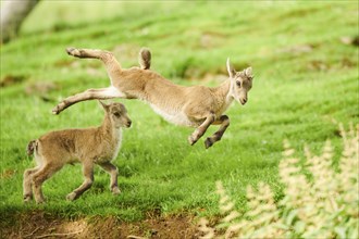 Alpine ibex (Capra ibex) youngsters jumging in the air playing on a meadow, playing, wildlife Park