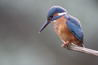 Common kingfisher (Alcedo atthis), Emsland, Lower Saxony, Germany, Europe