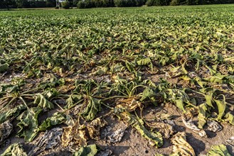 Field with withered plants, sugar beet that did not survive the long drought, low rainfall summer