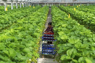 Harvesting strawberries, harvest helper, strawberry cultivation in the greenhouse, young strawberry