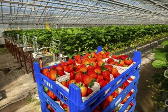 Freshly harvested strawberries, packed in boxes and crates for the consumer, strawberry cultivation