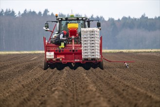 Early potatoes are placed in the soil of the field with a planting machine, Agriculture, Spring