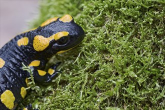 Fire salamander (Salamandra salamandra), Lower Saxony, Germany, Europe