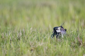 Northern lapwing (Vanellus vanellus), Lower Saxony, Germany, Europe