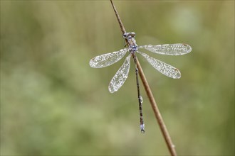 Lestes virens (Lestes virens), Emsland, Lower Saxony, Germany, Europe