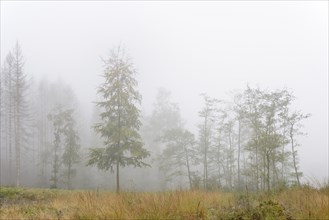 Common beeches (Fagus sylvatica), alders (Alnus) and dead spruce (Picea abies) in dense fog,