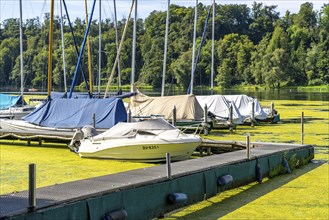 Green carpet of plants on Lake Baldeney in Essen, proliferating aquatic plant Elodea, waterweed, an