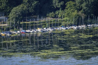 Green carpet of plants on Lake Baldeney in Essen, proliferating aquatic plant Elodea, waterweed, an