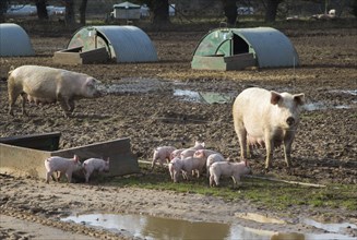 Outdoor pig farming sow with litter of baby piglets, Shottisham, Suffolk, England, UK