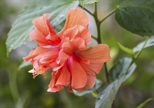 Orange with red hibiscus flower in botany garden