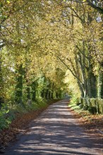 Quiet tree-lined country lane in autumn Lockeridge, Wiltshire, England, UK