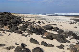 Beach of white sand, near Majanicho on north coast of Fuerteventura, Canary Islands, Spain, Europe