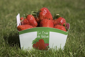 Box filled with the famous fraises de Wépion, Belgian capital of the strawberry near Namur,