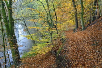 Beech forest on the Hohe Ufer on the Hunte near Dötlingen, forest, Huntepadd, Dötingen, Lower