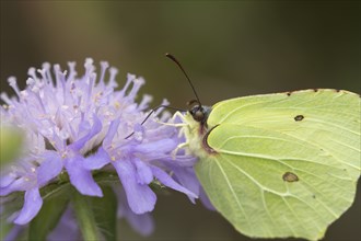 Brimstone butterfly (Gonepteryx rhamni) adult male insect feeding on a Field scabious flower in the