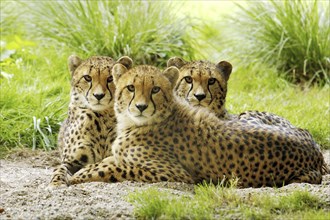 Three young cheetahs (Acinonyx jubatus), Kenya, Africa