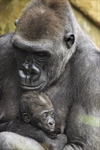 Female gorilla keeps her baby safe