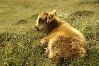 Galloway, Scottish Highland Cattle, Scotland, Great Britain