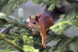 Squirrel, (Sciurus vulgaris), young animal, Finland, young animal, animal children, Finland, Europe