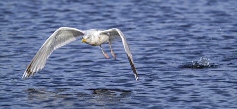 European herring gull (Larus argentatus) adult seagull taking off from sea water surface along the