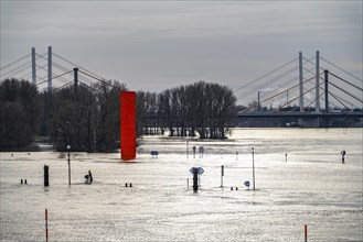 Flood on the Rhine near Duisburg, Rhine bridge Neuenkamp, old and new construction, landmark Rhine