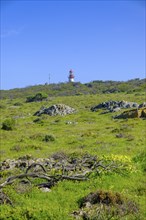 Robben Island, prison island near Cape Town, Cape Town, Western Cape, South Africa, Africa