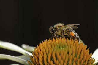 Honey bee (Apis mellifera), with pollen cup collecting nectar from a white coneflower (Echinacea