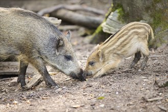 Wild boar (Sus scrofa) mother with its squeaker in a forest, Bavaria, Germany, Europe