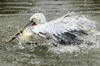 Dalmatian pelican (Pelecanus crispus), bathing, France, Europe