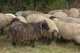 Different, male breeds of domestic sheep (Ovis aries), Mecklenburg-Vorpommern, Germany, Europe