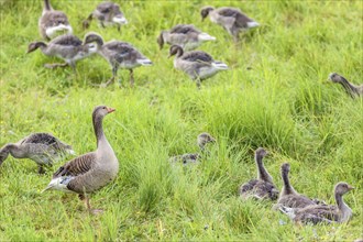 Greylag goose (Anser anser) with many goslings on a grass meadow