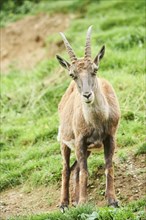 Alpine ibex (Capra ibex) female standing on a meadow, wildlife Park Aurach near Kitzbuehl, Austria,