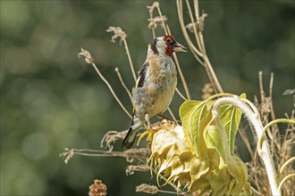 European goldfinch (Carduelis carduelis), also known as goldfinch, sitting on a faded sunflower,