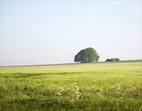 Summer landscape of chalk countryside with green crops and trees with blue sky of early morning,