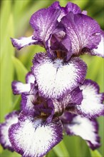 Beautiful multicolored iris flower bloom in the garden. Close up, fragility and summer concept