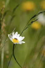 Flowering marguerite (Leucanthemum) with golden wasp (Chrysididae, Chrysura) in a wild, natural