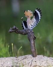 Hoopoe (Upupa epops) with food for the young birds, with beetle larva as prey, adult bird, Bird of