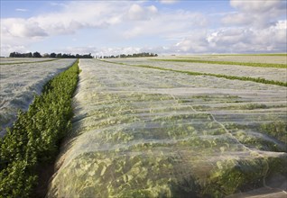 Protective fleece material covering a crop of turnips growing in a farm field, Hollesley, Suffolk,