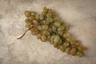 A branch of white grapes, wine grapes, Georgian grape variety Rkatsiteli, top view