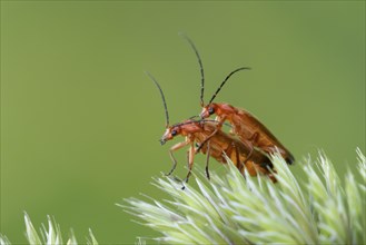 Common red soldier beetle (Rhagonycha fulva) two adult insects mating on a grass flower head,