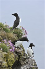 Razorbills (Alca torda) on cliff top at the Fowlsheugh RSPB reserve, Scotland, UK