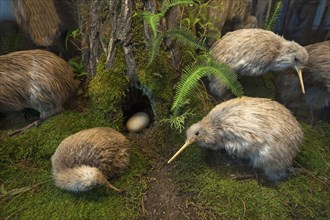 Southern striped kiwi (Apteryx australis) top right, and dwarf kiwi (Apteryx oeni) in front,