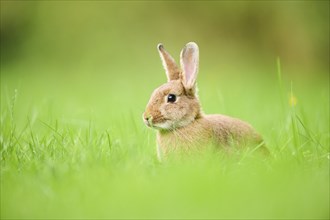 Domesticated rabbit (Oryctolagus cuniculus forma domestica) sitting on a meadow, Bavaria, Germany,