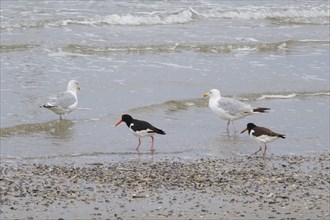 Eurasian oystercatcher (Haematopus ostralegus) and Herring Gulls (Larus michaellis) on the coast,