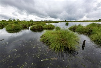 The High Fens, Brackvenn, raised bog in Wallonia, Belgium, on the border with Germany, Europe