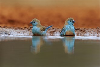 Angolan butterfly finch (Uraeginthus angolensis), blue-eared butterfly finch, adult, two birds, at