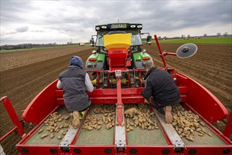 Early potatoes are placed in the soil of the field with a planting machine, Agriculture, Spring