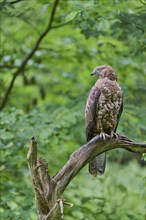 European honey buzzard (Pernis apivorus), Bavaria, Germany, Europe