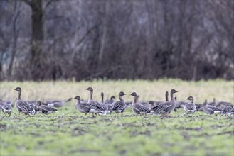 Bean geese (Anser fabalis) and greater white-fronted geese (Anser albifrons), Emsland, Lower